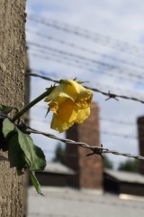 A rose at Auschwitz